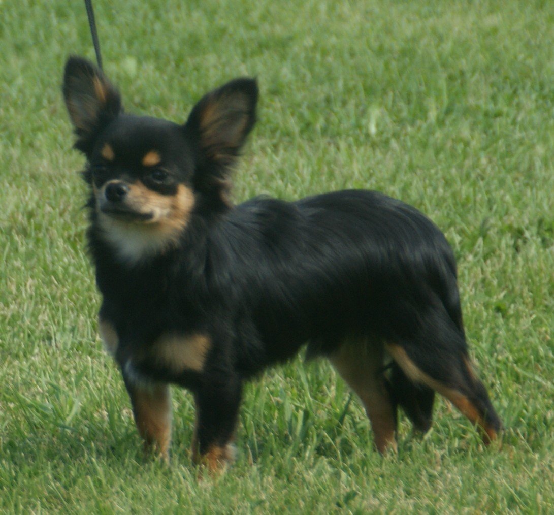 Chihuahua: The Tiny Tyrant (image credits: wikimedia)