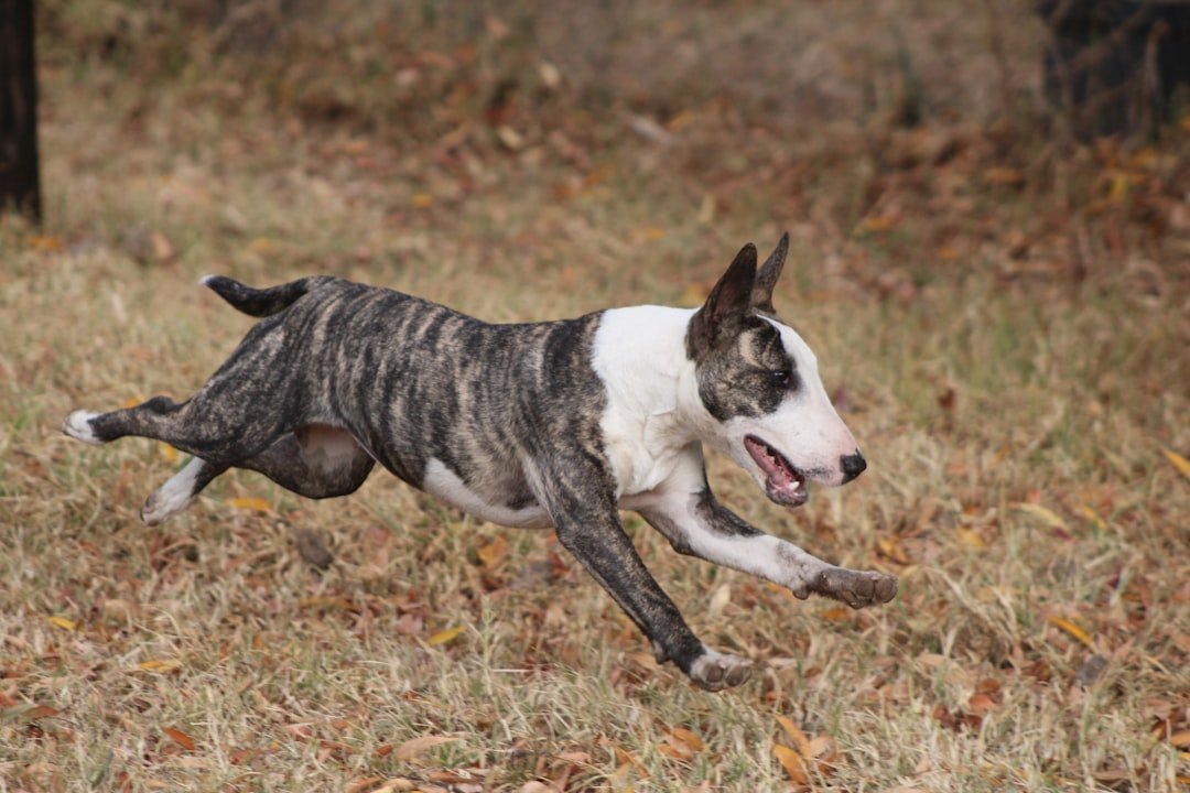 Bull Terrier: The Mischievous Comedian (image credits: unsplash)