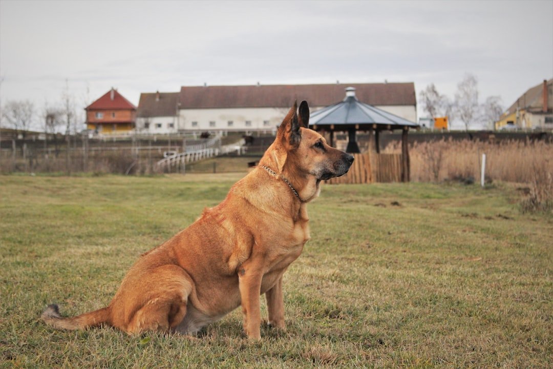 Rhodesian Ridgeback: The Independent Hunter (image credits: unsplash)