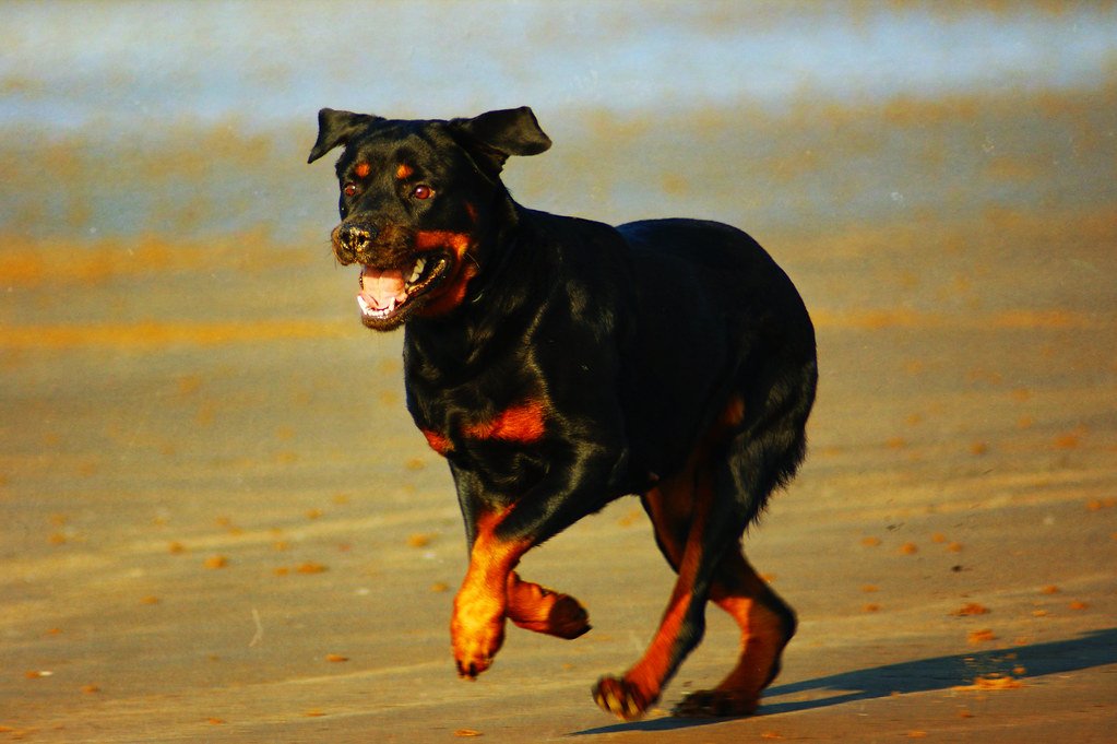 The Reality Check Every Potential Owner Needs (image credits: flickr)