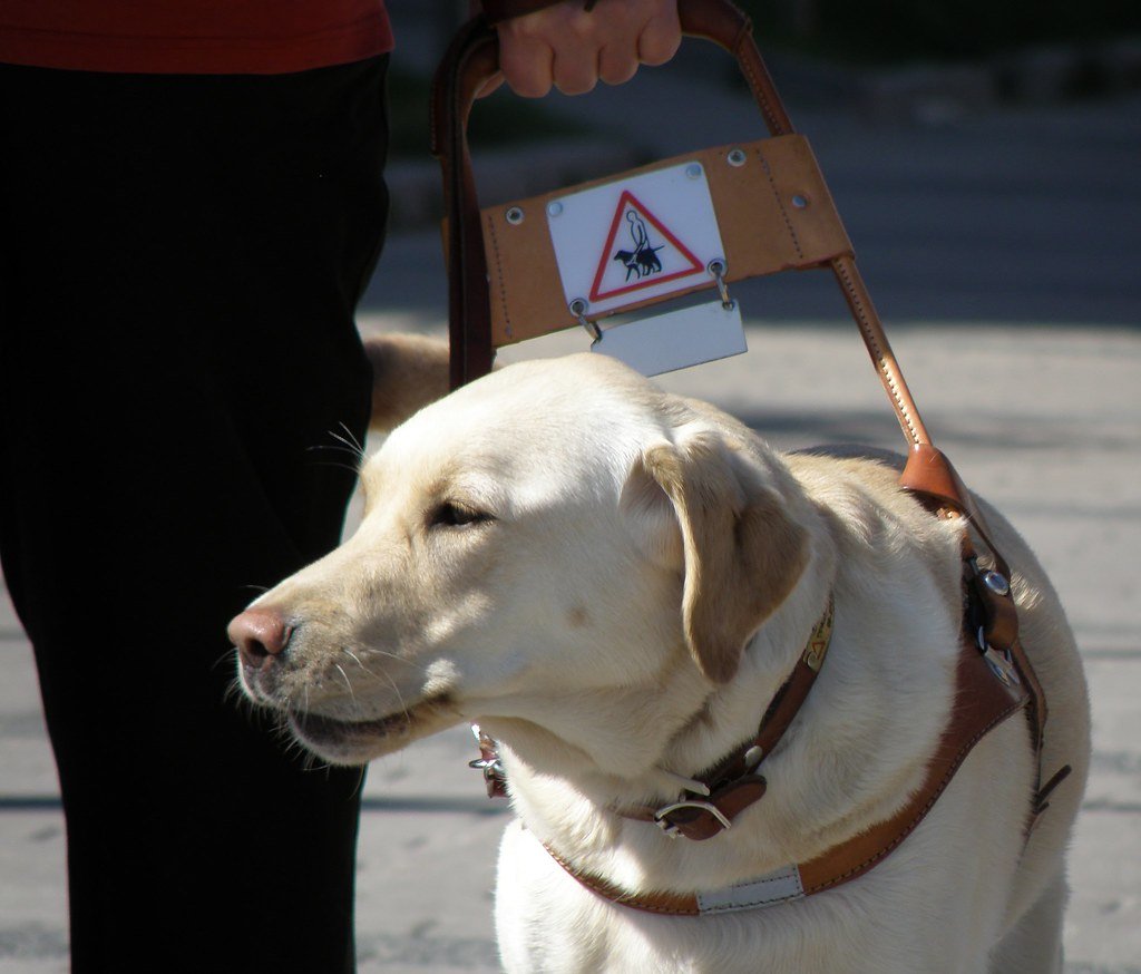 Labrador Retriever (image credits: flickr)