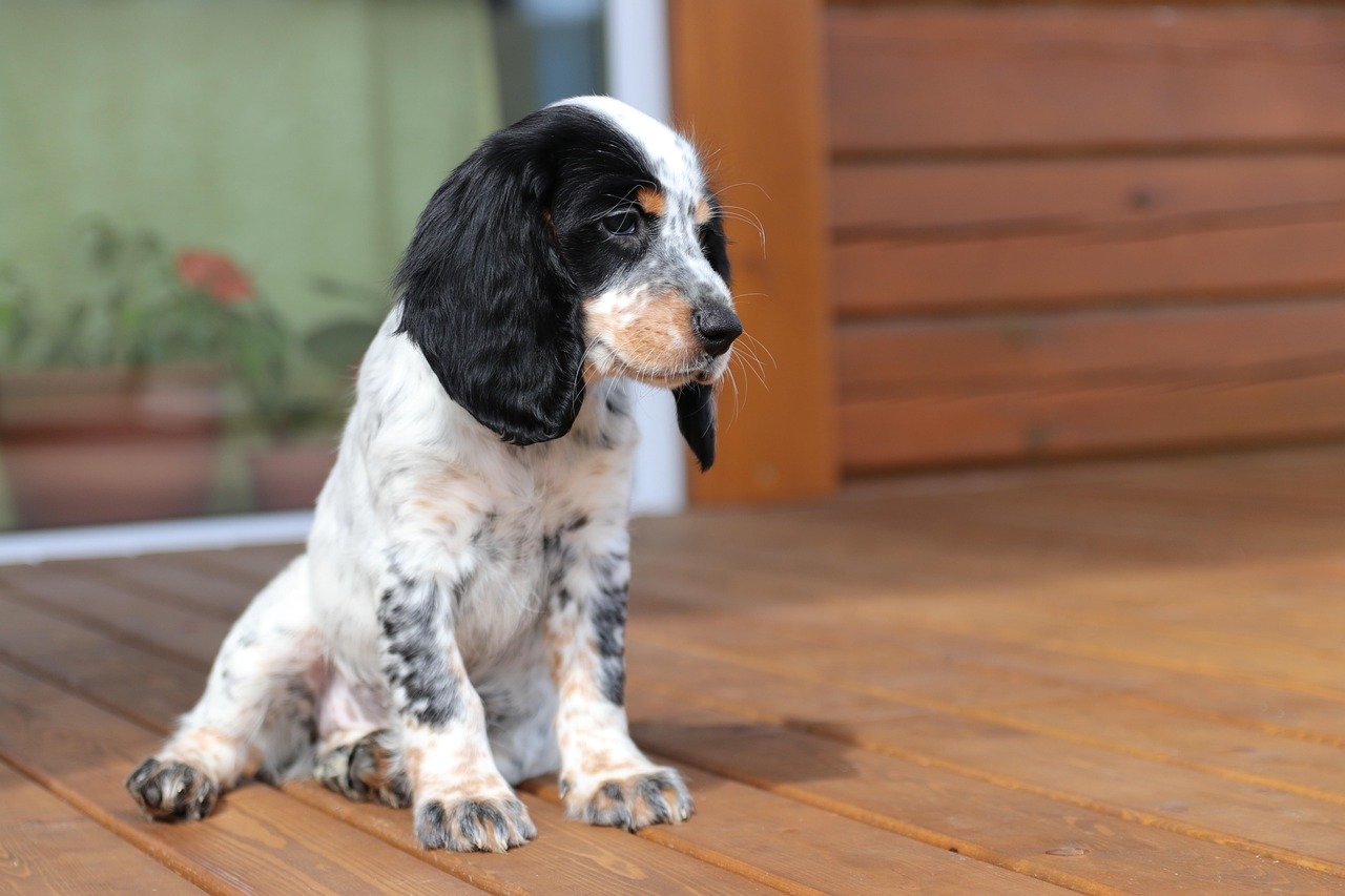 Cocker Spaniel (image credits: pixabay)
