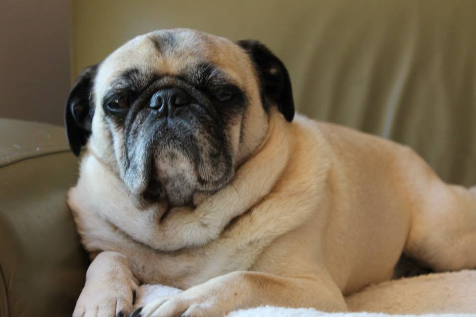 Pug (image credits: wikimedia)