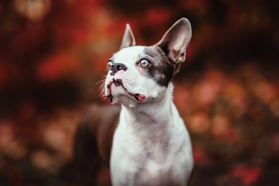 Boston Terrier (image credits: unsplash)