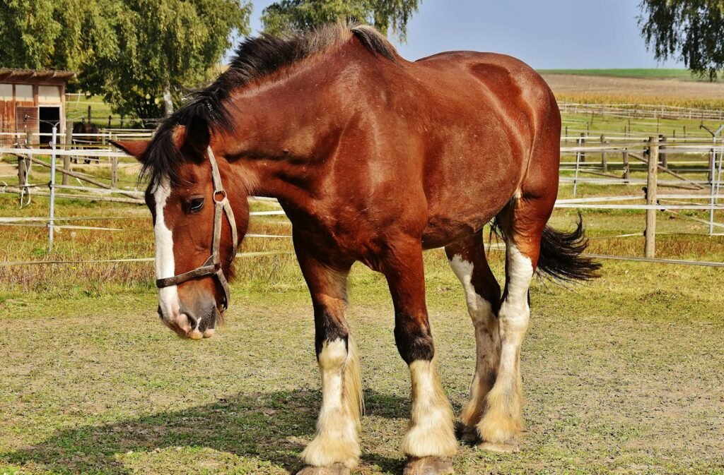 Close-up of a Clydesdale horse standing in a sunny rural pasture with a harness.