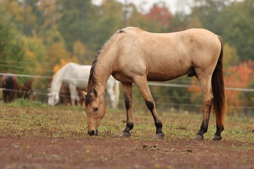 A picturesque autumn scene of a brown horse grazing in a field in Jönköping, Sweden.
