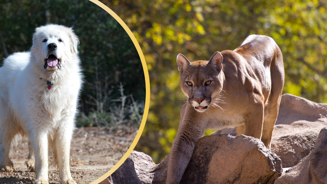 How Dogs React to Pumas: 8 Breeds With the Courage to Face Down Fear