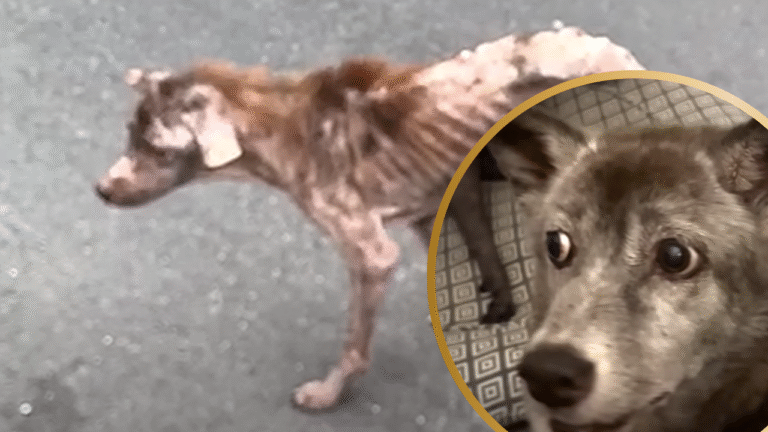 Hairless and Starving Dog Transforms to a “Chunky Teddy Bear” 4 Years Later