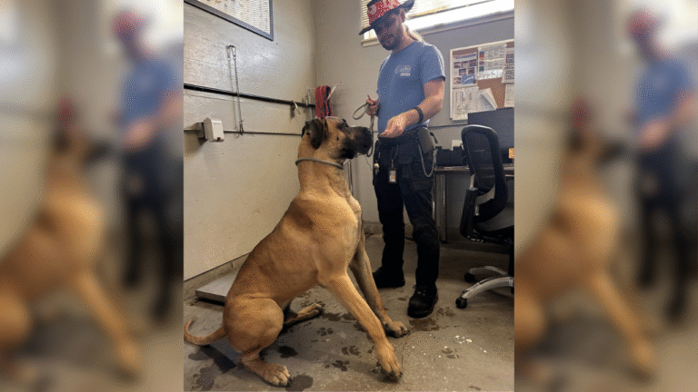 Real-Life Scooby-Doo Abandoned on The Street Finds Himself in Animal Shelter Hoping Someone Will Choose Him