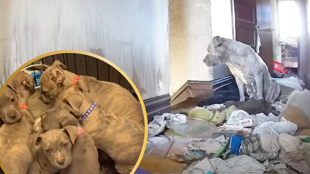 Pittie Was Hiding All Her Babies In An Abandoned House: A Heartwarming Rescue Mission