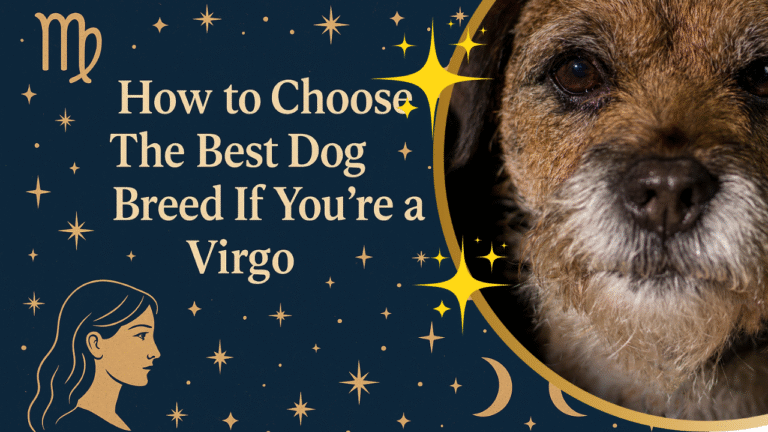 How to Choose The Best Dog Breed If You’re A Virgo