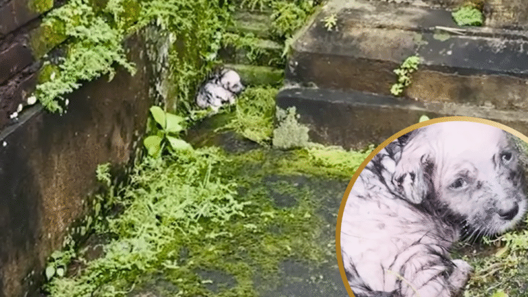 Tiniest Shivering Puppy Rescued From The Freezing Cold, But Where Was Mama?