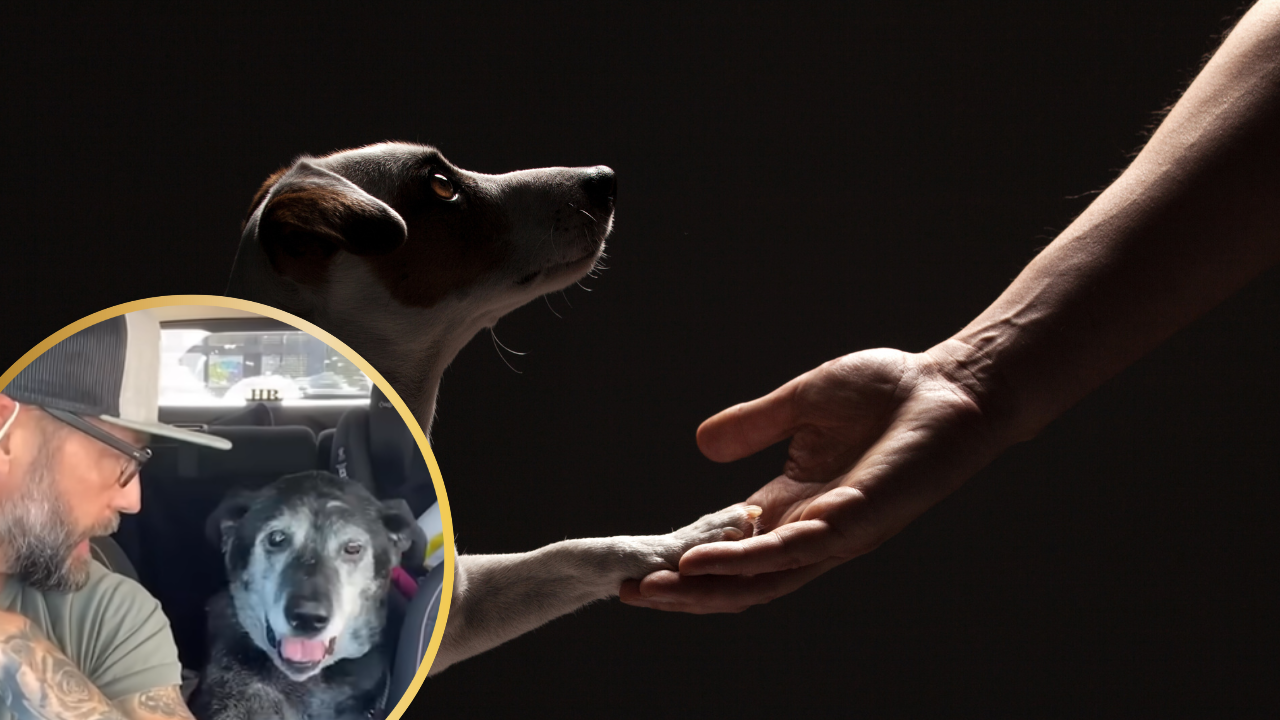 Kind Man Adopts a 16 Year Old Shelter Dog So It Wouldn’t Have To Die Alone