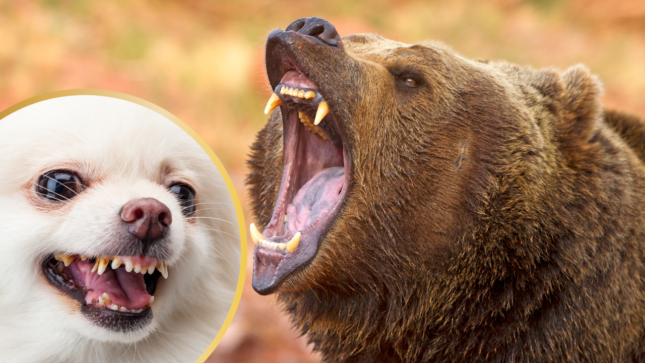 8 Fearless Small Dog Breeds That Can Actually Scare Away Bears