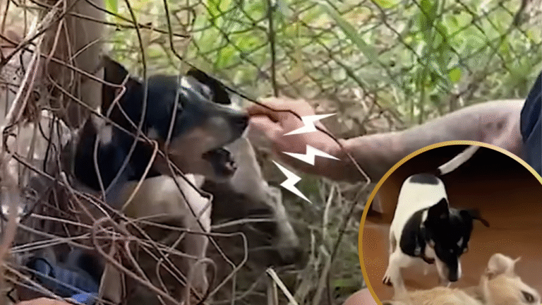Stray Dog Terrified Of Being Touched Makes an Amazing Transformation