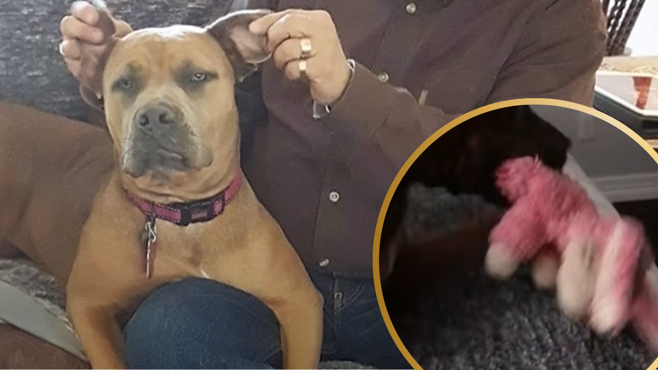 Pittie Keeps Her Rescue-Day Pink Bunny — 4 Years Later, She Still Won’t Let Go