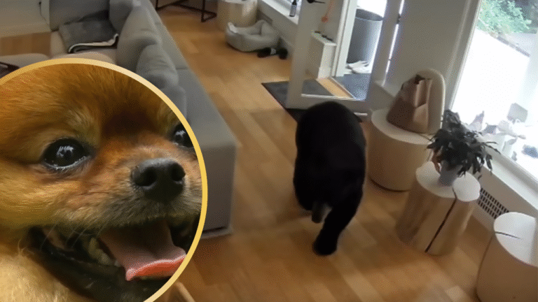 6‑Pound Pomeranian Chases Black Bear Out of BC Home