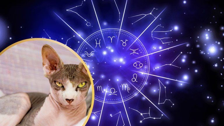 The Cat Breed to Choose According to Your  Zodiac Sign