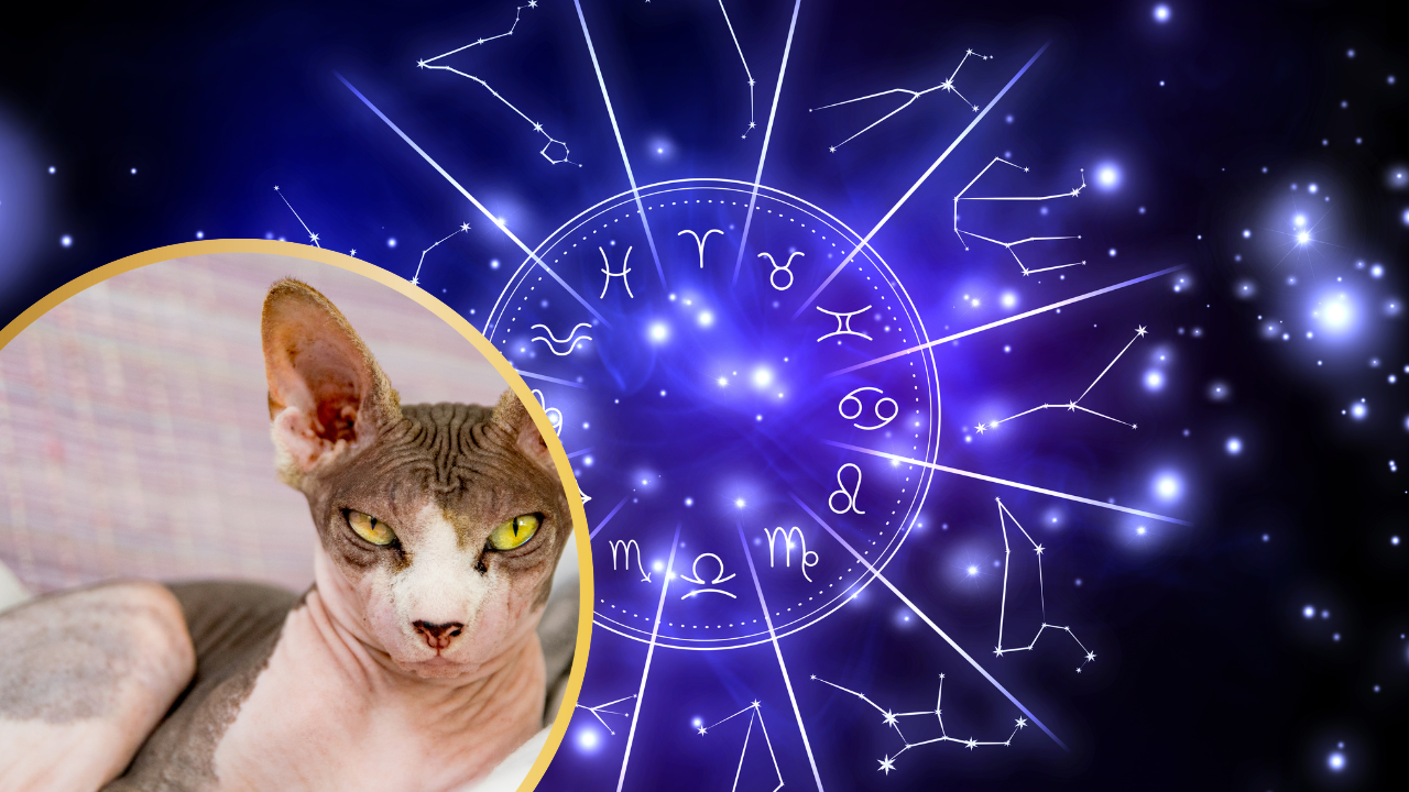 The Cat Breed to Choose According to Your  Zodiac Sign
