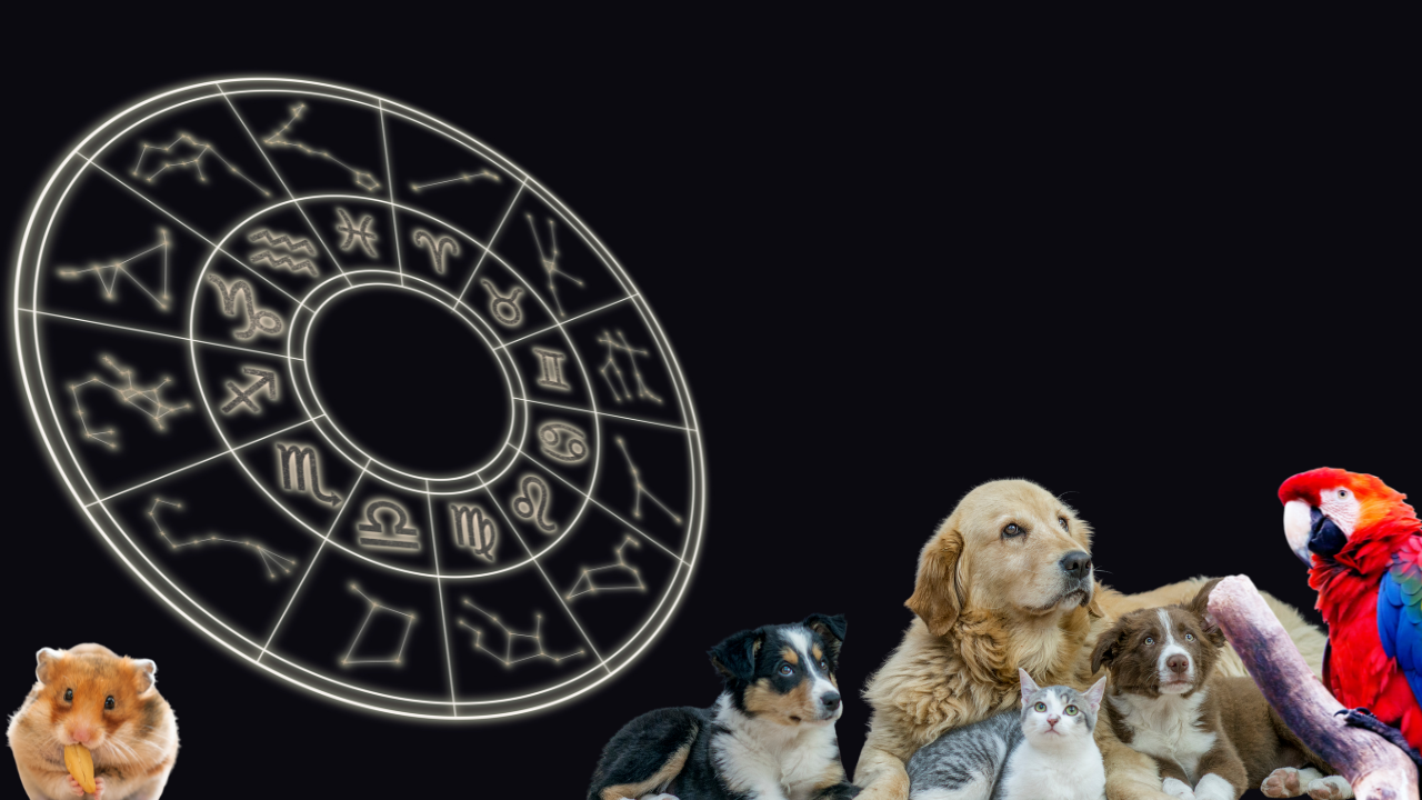 The Ideal Pet For You Based on Your Zodiac Sign