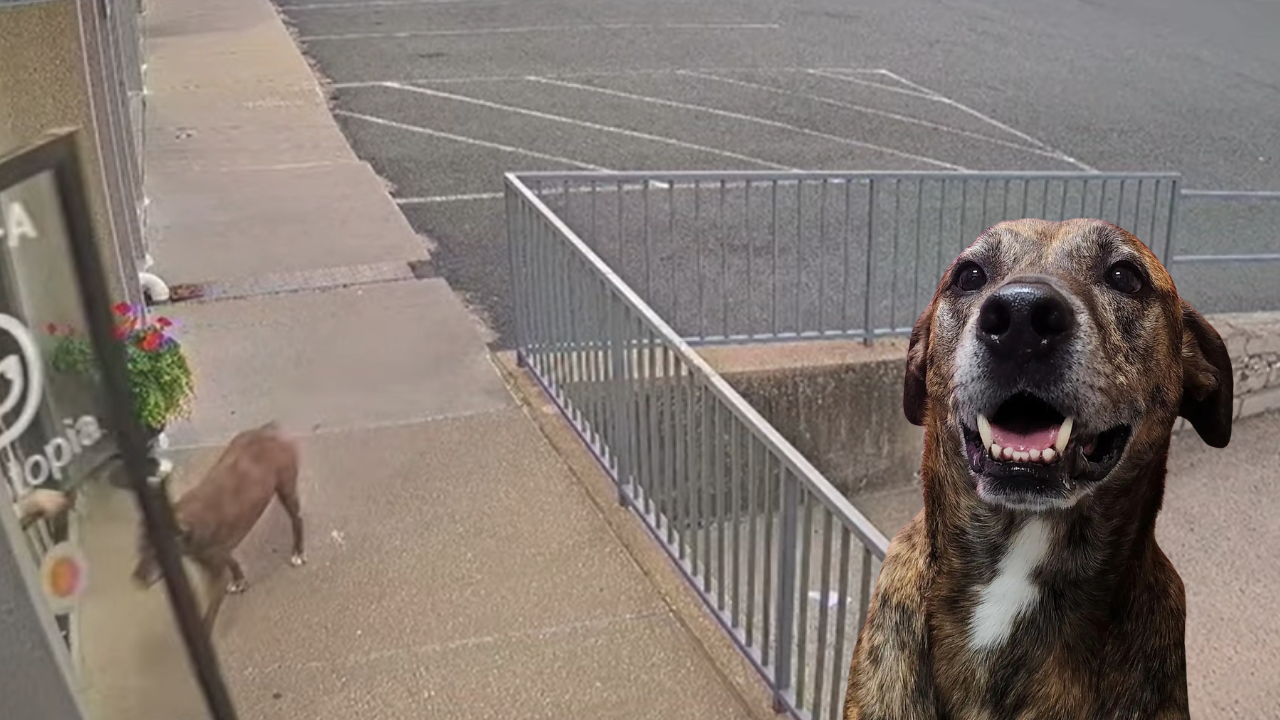 Escape Artist Dog Disappears Running 1 Mile From Home To Visit His Besties at Doggy Daycare