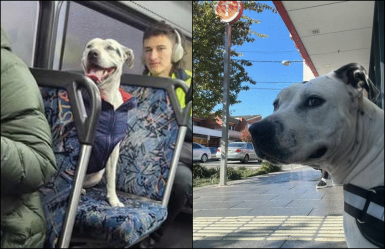 Lost Dog Takes a  Public Bus Ride Alone, Sparking a City-Wide Hunt For Owner