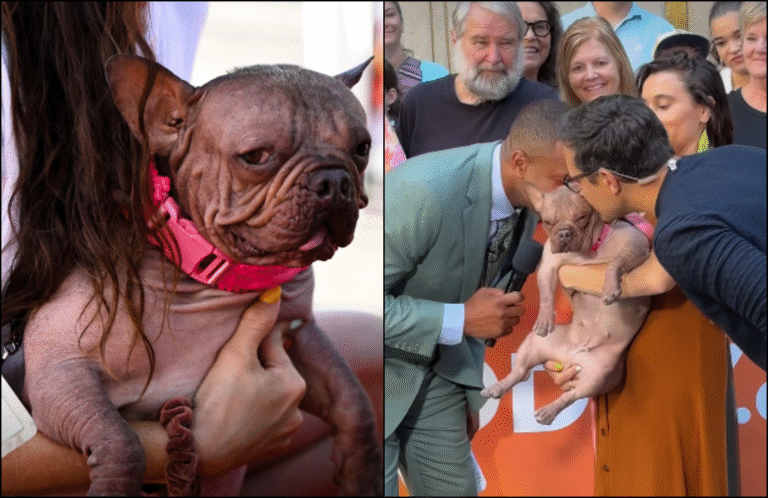 Bulldog Named Petunia Wins World’s Ugliest Dog Contest