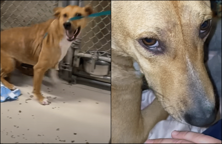 Aggressive Shelter Dog Transforms into the Sweetest Girl