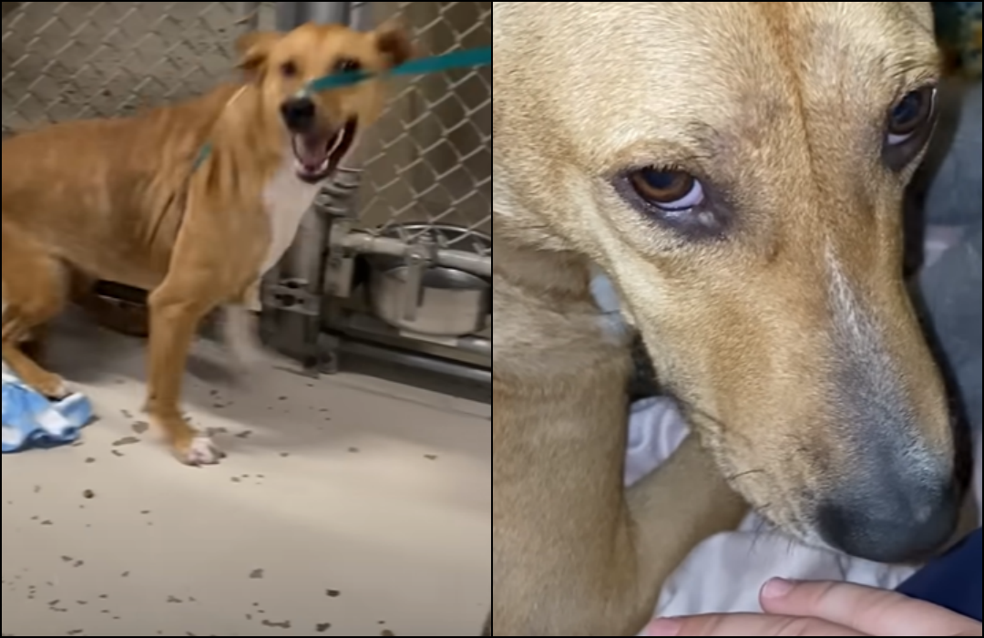 Aggressive Shelter Dog Transforms into the Sweetest Girl