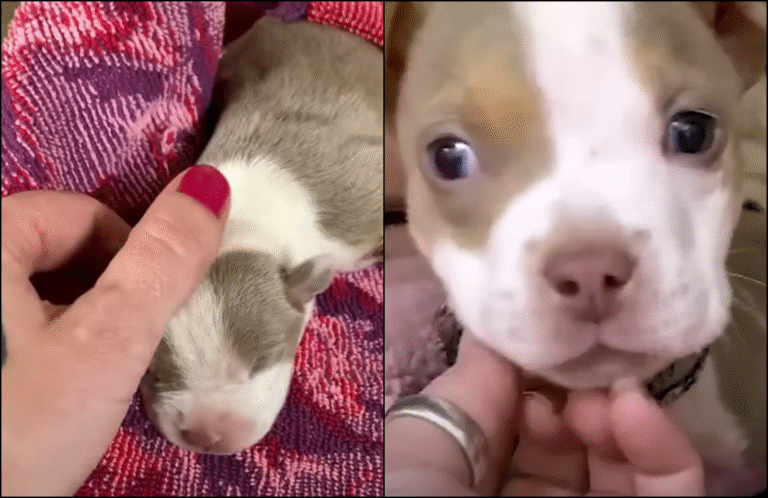 5 Ounce Three Legged Pup Scheduled to be Put Down Grows Up into a Beautiful Pit Bull