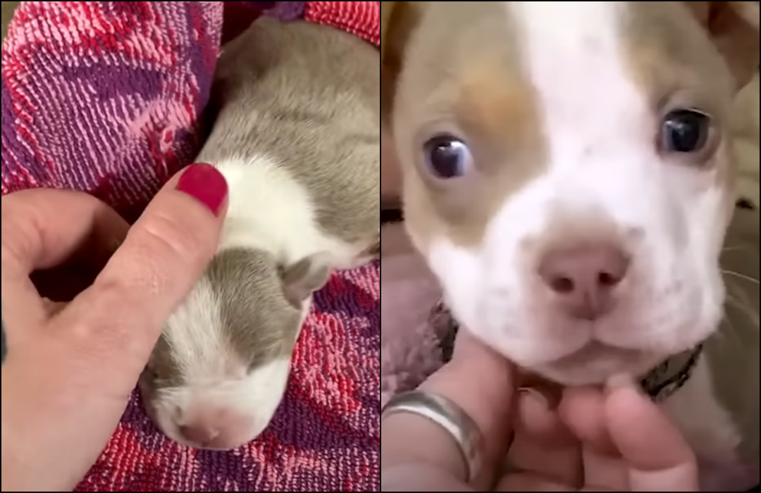 5 Ounce Three Legged Pup Scheduled to be Put Down Grows Up into a Beautiful Pit Bull
