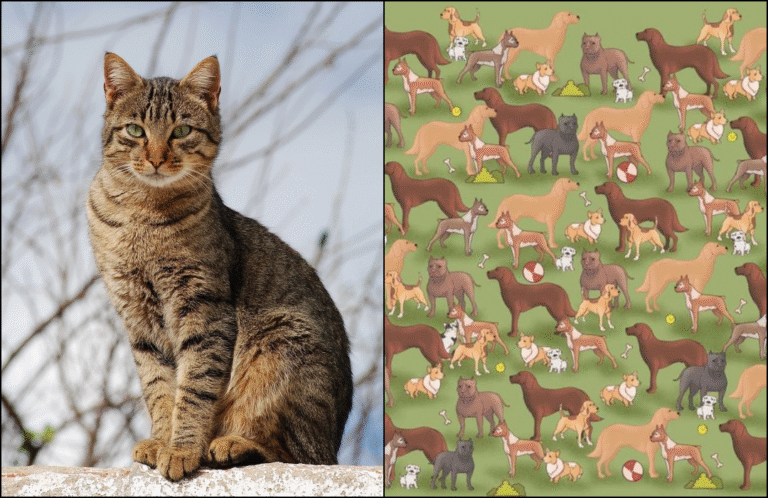 Test your eyesight: Can you find a Cat Among the Dogs in Just 10 Seconds?