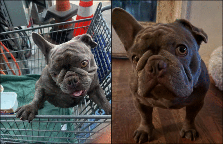 French Bulldog Abandoned in Shopping Cart Atop Unbarricaded Roof is Rescued in Time