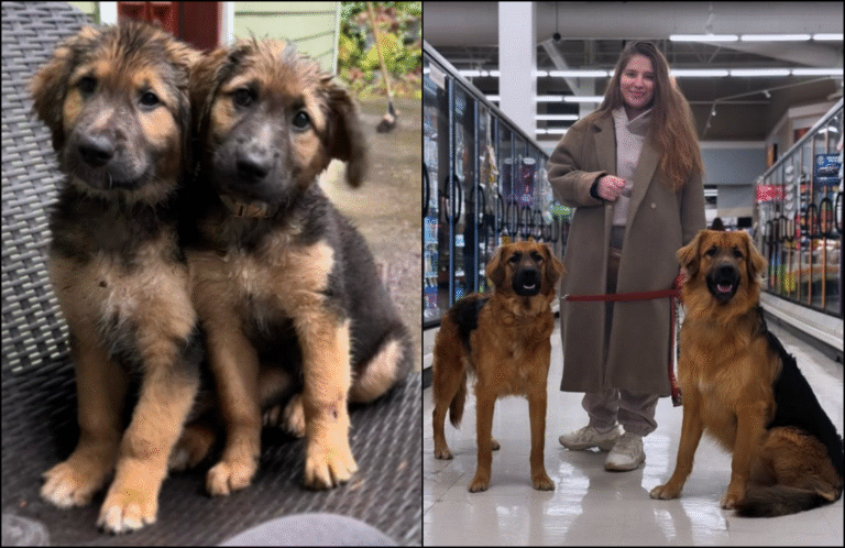 German Shepherd and Golden Retriever’s Mixed Pups Turn Out Amazing and Netizens Can’t Get Enough