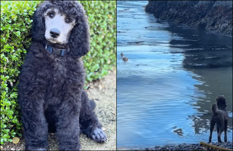 Poodle’s Friendship With Harbor Seal is The Sweetest Thing