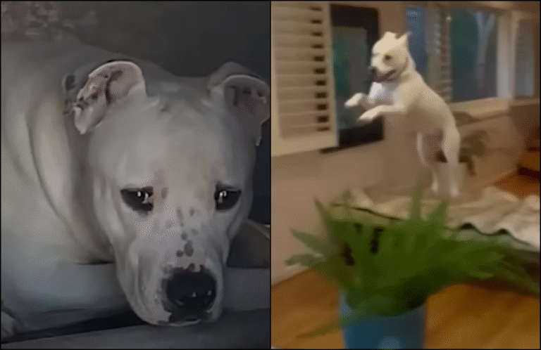 Deaf Pittie Scheduled to Be Euthanized Can’t Stop ‘Flying’ After Getting Adopted