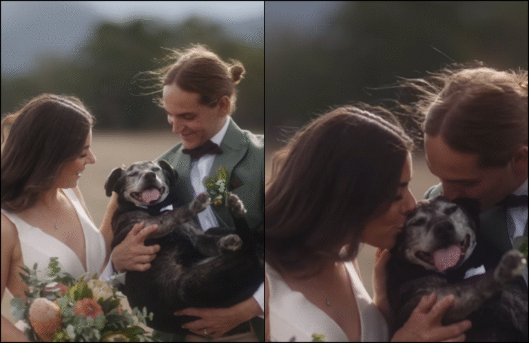 Couple Honors Senior Sick Dog At Their Wedding Just Before Having to Put Him Down