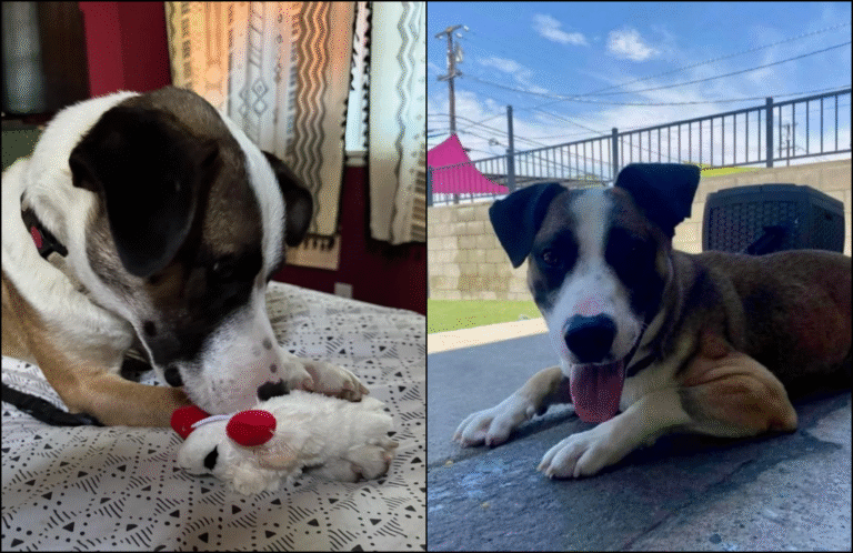Sweet Dog Tossed Out of Moving Truck in LA is Safe and Looking for a New Home