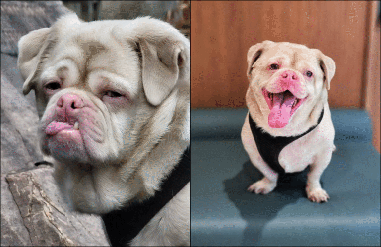 Grumpy Pug Who Nobody Wanted is Now Living His Best Life After Being Adopted