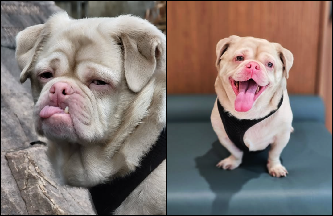 Grumpy Pug Who Nobody Wanted is Now Living His Best Life After Being Adopted