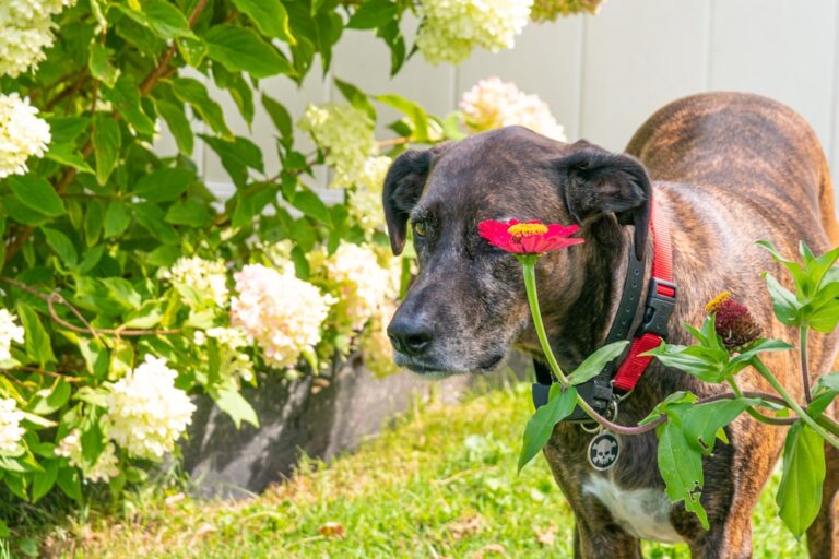 8 Common Plants That Could Be Drawing Ticks to Your Yard (Definitely Bad for Your Dog)