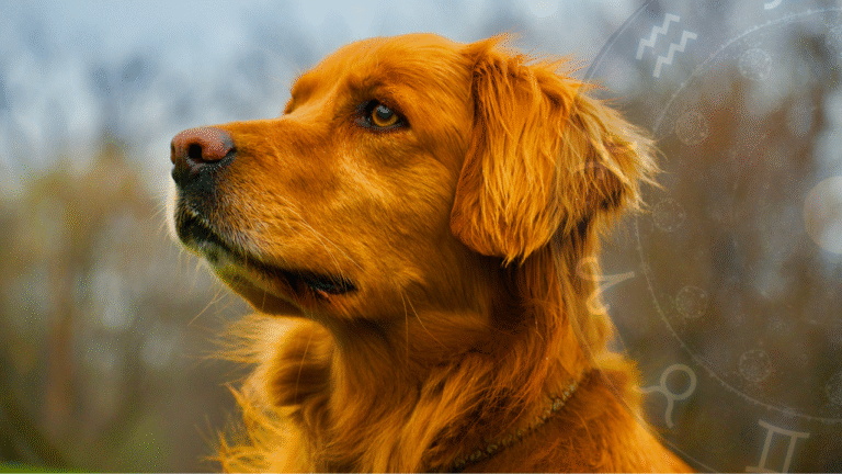 The Best Dog Breed for You, Based on Your Zodiac Sign