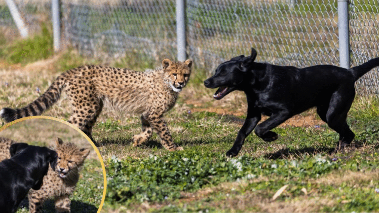 Zoo Introduces Puppy To Lonely Cheetah Cub and Now They Are the Best of Friends