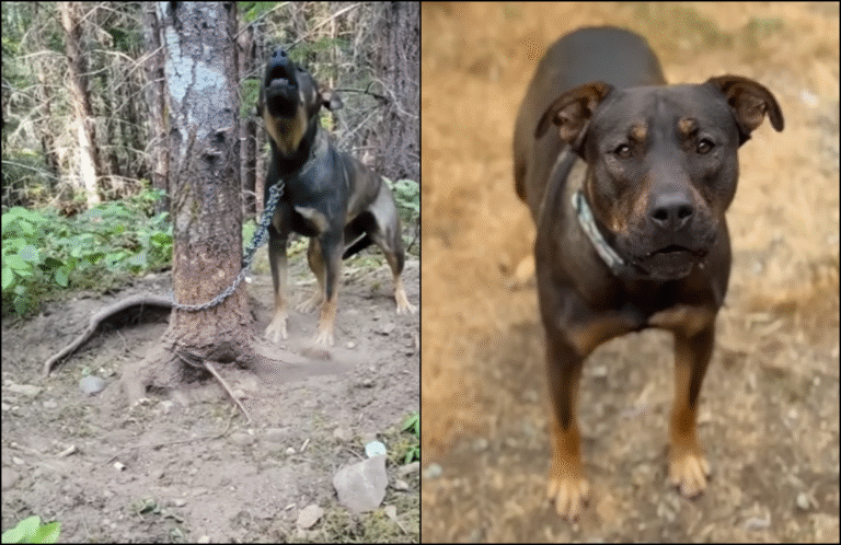 Crying Dog Found Chained to a Tree in Active Fire Evacuation Zone in Vancouver Island