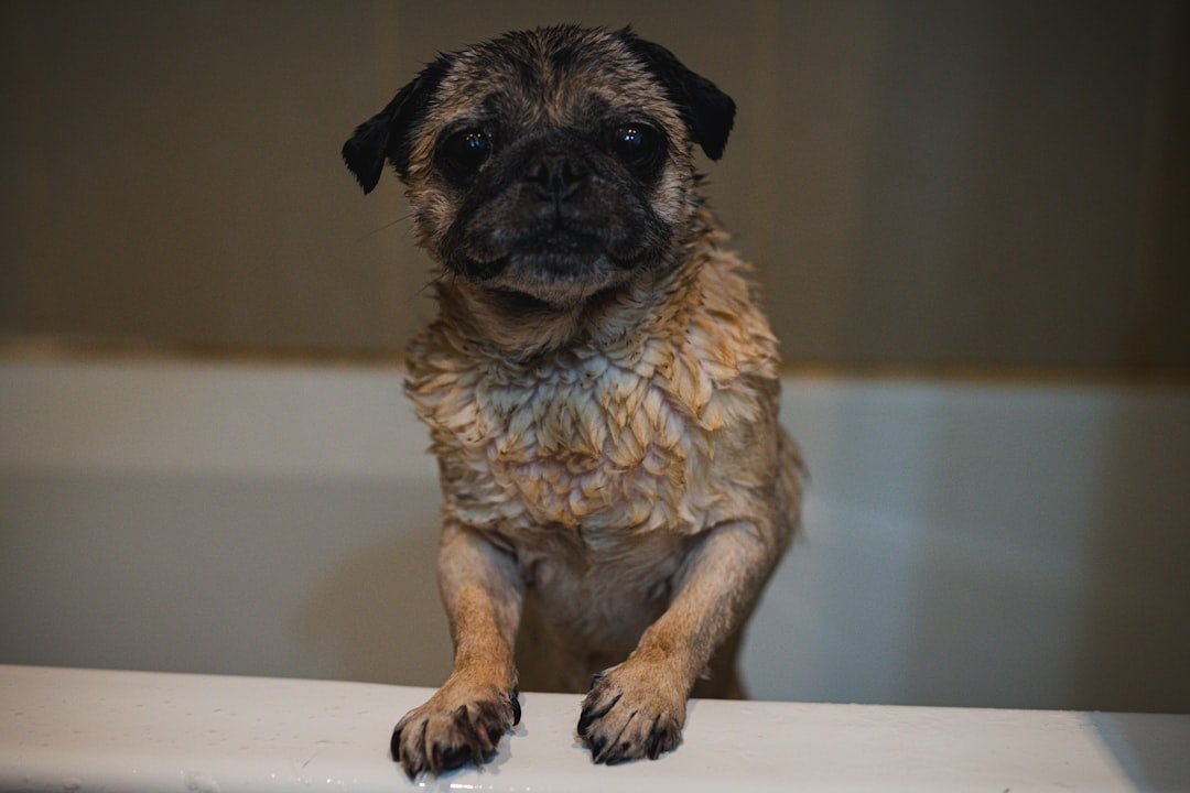 The Panicked Pug (image credits: unsplash)