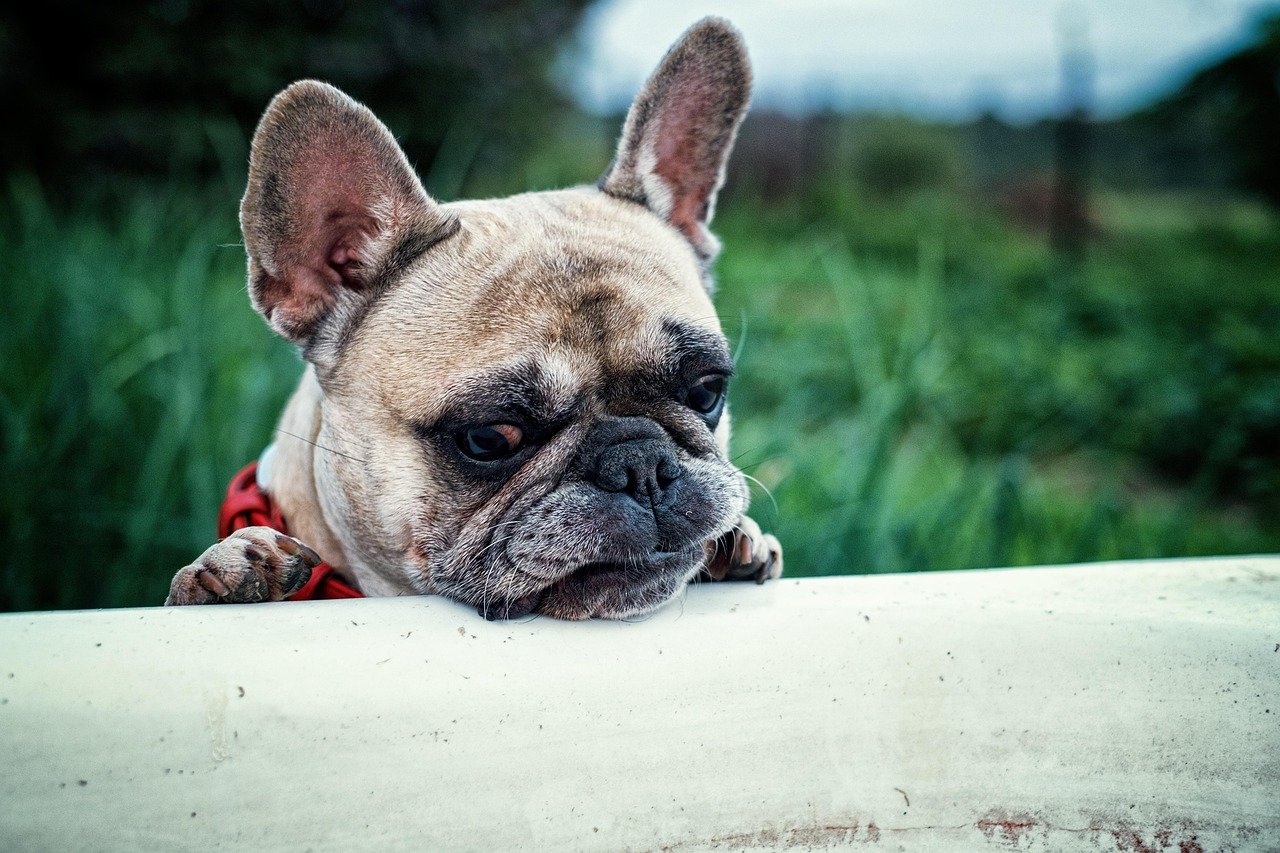 The Dramatic French Bulldog (image credits: pixabay)