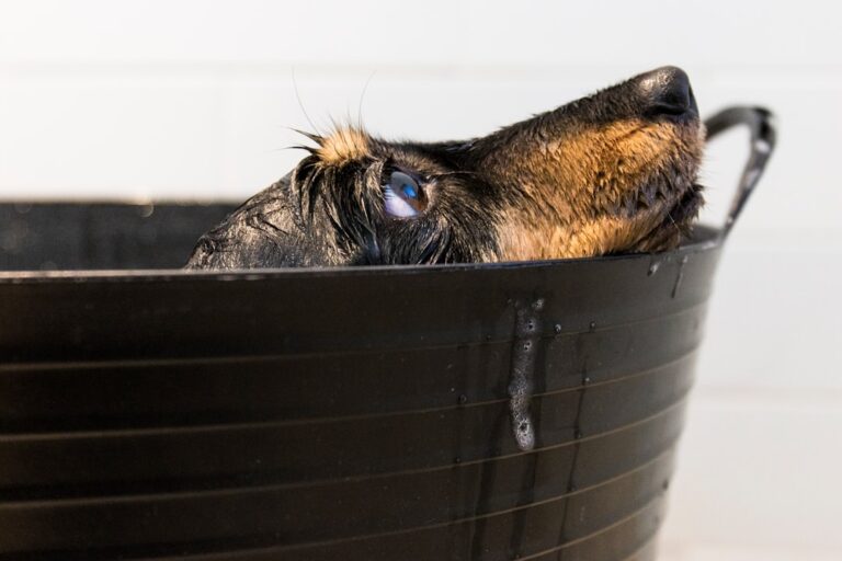 12 Dogs That Turn Bath Time Into a Wrestling Match