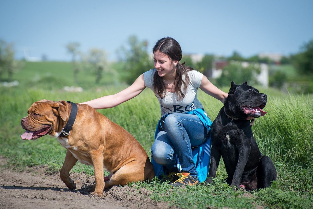 Mastiff: The Gentle Mountain (image credits: flickr)