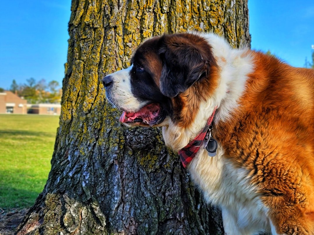 Saint Bernards: Mountain-Sized Teddy Bears (image credits: unsplash)