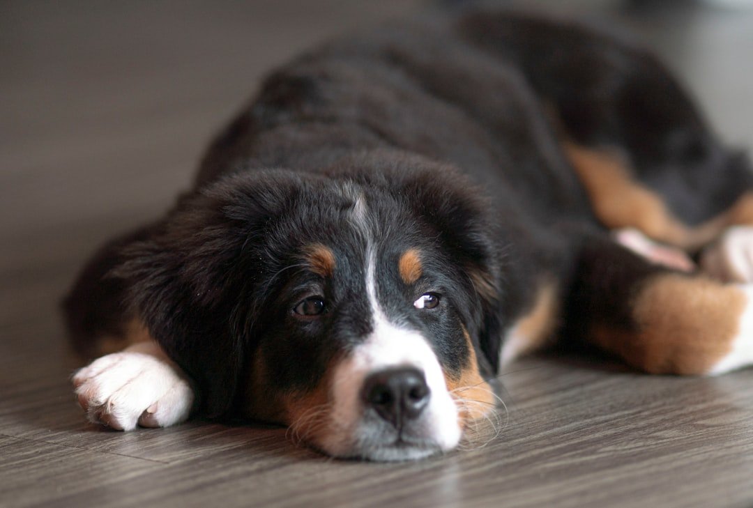 Bernese Mountain Dogs: Swiss Sweethearts Who Love to Snuggle (image credits: unsplash)